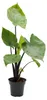 Alocasia "Black Cobra" - Schwarze Kobra - Elefantenohr - Produktbild-Vorschau 2