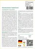 SAFLAX - Amerikanischer Amberbaum - 100 Samen - Liquidamber Produktbild-Vorschau 3