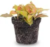 Fittonia Orange - Pink - Ruby Lime - Mosaikpflanze Produktbild-Vorschau 1