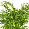 Goldfruchtpalme - Dypsis lutescens - Areca - Solitärpflanze Produktbild-Vorschau 3
