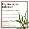 Aquarium Pflanze Cryptocoryne balansae Wasserpflanzen Produktbild-Vorschau 2