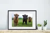 MuchoWow® Gerahmtes Poster Schottische Highlander - Kühe - Produktbild-Vorschau 4