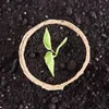 A small seedling is planted in a compostable pot, surrounded by dark soil. Produktbild-Vorschau