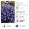 Stauden Gänge 10 x Geranium 'Rozanne ®' im 1 Liter Topf - Produktbild-Vorschau 6