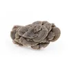 Coriolus 90 kapslí Mycomedica MYCOMEDICA Náhled obrázku produktu 3