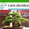SAFLAX - smrekovec európsky - Larix decidua - 75 Semená - S Náhľad obrázku produktu 5
