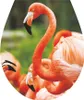 'Flamingos' WC-Sitz Aufkleber Toilettendeckel Startseite Produktbild-Vorschau 1