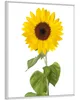 Wallario Wandbild Sonnenblume, Größe: 40,30 x 50,30 cm, Produktbild-Vorschau 2