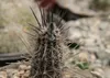 SAFLAX - kaktus mořského ježka - Echinopsis mirabilis - 40 Náhled obrázku produktu 4