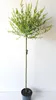 A potted tree with green and yellow leaves against a white background. Produktbild-Vorschau