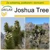 SAFLAX - Zestaw do uprawy - Joshua Tree - 10 Nasiona - Z Podgląd zdjęcia produktu 10
