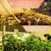 A collage showing a grow light illuminating plants, with a close-up of succulents in the top section and tomato plants in the bottom section. Náhľad obrázku produktu