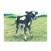 goki kocka puzzle zvieratká 9 ks 57607 drevené puzzle pre Náhľad obrázku produktu 4