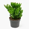 Crassula gollum - Lepelplantje - Zeldzaamheid - 17 cm pot - Productafbeelding-voorbeeld 1