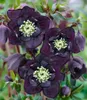 BALDUR Garten 2x Gefüllte Christrose Black Swan, Pflanzen Produktbild-Vorschau 2