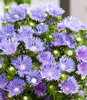 BALDUR Garten 2x Stokesia Kornblumenaster 'Blue Danube', Produktbild-Vorschau 3