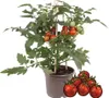 Pomidor koktajlowy - roslina o wielu owocach - na balkon i Podgląd zdjęcia produktu 2