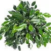 Birkenfeige - pflegeleichte Zimmerpflanze, Ficus benjamini Produktbild-Vorschau 6