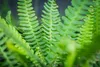 Stauden Gänge 3 x Blechnum spicant im 1 Liter Topf - Produktbild-Vorschau 6