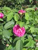 Rosa Rose de Resht - Strauchrose Rose de Resht - Produktbild-Vorschau 2