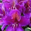 Rhododendron 'Marcel Menard' | 40-50 cm en pot Voir les images du produit 1