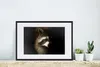 MuchoWow® Gerahmtes Poster Waschbär - Wilde Tiere - Schwarz Produktbild-Vorschau 4