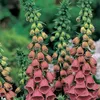 6 x Fingerhut  - Digitalis 'Mertonensis'  | Topf 9cm x 9cm Produktbild-Vorschau 1