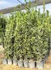 Sunny Tree - Laurus Nobilis Echter Lorbeer Strauch, Produktbild-Vorschau 3
