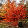 Parrotia persica – Persisches Eisenholz – Höhe 25–30 cm – Produktbild-Vorschau 1