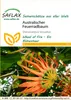 Artikelbild 1 von 'Australischer Feuerradbaum' aus der Kategorie Exotische Samen Podgląd zdjęcia produktu