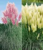A split image showing two pampas grass plants, one with pink plumes and the other with cream plumes, in a garden setting. Produktbild-Vorschau