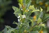 Ilex meserveae 'Heckenstar', ostrokrzew, zimozielony, Podgląd zdjęcia produktu 3