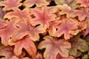 Stauden Gänge 1 x Heucherella Hybride 'Brass Lantern' im 1 Produktbild-Vorschau 2