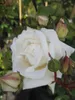 Kletterrose White New Dawn® - Rosa - weiß-zartrosa - Duft++ Produktbild-Vorschau 1