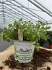 Enseleits Oregano,1 frische Küchenkräuter Pflanze Produktbild-Vorschau 2