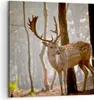 Bild auf Leinwand - Leinwandbild - Kitz Hirsch Tier wild - Produktbild-Vorschau 1
