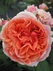 Nostalgie - Edelrose - Rosa Chippendale® - dunkelorange - Produktbild-Vorschau 1