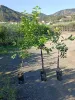 Three potted citrus plants are displayed outdoors on a gravel surface, with a hilly landscape and buildings in the background. Podgląd zdjęcia produktu