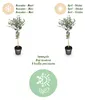 Plante sur tige - Eucalyptus gunni Azure - Plante de Voir les images du produit 9