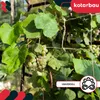 KOTARBAU® Jutenetz Gurken Rankhilfe Netz 180 x 270 cm Produktbild-Vorschau 4