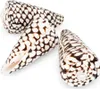 Conus marmoreus 8 cm Kegelschnecke Schneckenhaus maritime Produktbild-Vorschau 3