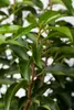 Prunus lusitanica, Portugiesischer Lorbeer, immergrün, Produktbild-Vorschau 5