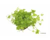 Hydrocotyle tripartita Kleeblatt Wasserpflanze Produktbild-Vorschau 5