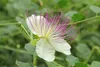 SAFLAX - Skutočný kaparový krík - Capparis spinosa - 25 Náhľad obrázku produktu 6