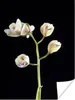 MuchoWow® Poster Ein Zweig mit Orchideen auf schwarzem Produktbild-Vorschau 1