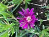 6 x Delosperma cooperi - Nachmittagsblume im 9x9 cm Topf Produktbild-Vorschau 1