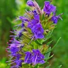 6 x Hyssopus officinalis | Topf 9cm x 9cm Produktbild-Vorschau 1