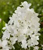 Dehner Bodendecker-Rispenhortensie Groundbreaker® Blush™, Produktbild-Vorschau 4
