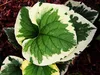 Stauden Gänge 3 x Brunnera macrophylla 'Variegata‘ - Produktbild-Vorschau 3