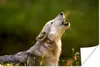 MuchoWow® Poster Wolf - Wald - Natur 60x40 cm - Produktbild-Vorschau 1